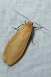 Wittia sororcula