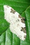 Xanthorhoe fluctuata
