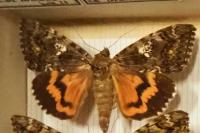 Catocala sponsa