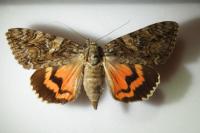 Catocala dilecta