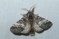 Drymonia ruficornis