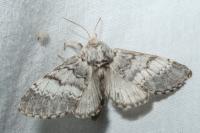 Drymonia ruficornis