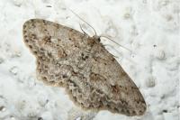 Ectropis crepuscularia
