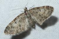 Eupithecia abbreviata
