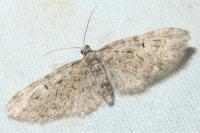 Eupithecia abbreviata