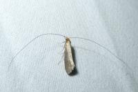 Nematopogon adansoniella
