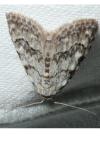 Nola confusalis