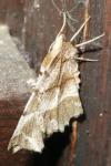 Selenia dentaria