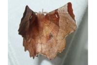 Selenia lunularia