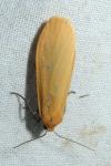 Wittia sororcula