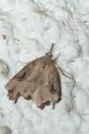 Hypena rostralis