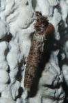 Taleporia tubulosa