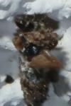 Taleporia tubulosa