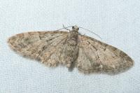 Eupithecia abbreviata