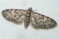 Eupithecia dodoneata
