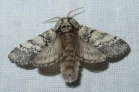 Drymonia ruficornis