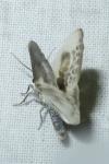 Cilix glaucata