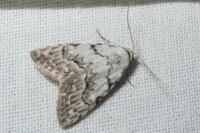 Nola confusalis