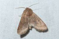 Orthosia cerasi