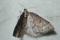 Aleucis distinctata