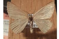 Pseudoterpna pruinata