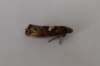 Acrolepiopsis assectella