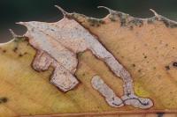 Stigmella samiatella