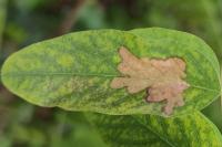 Parectopa robiniella