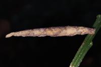 Coleophora calycotomella