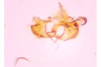 Coleophora alcyonipennella