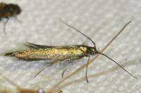 Coleophora alcyonipennella