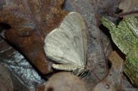 Operophtera brumata