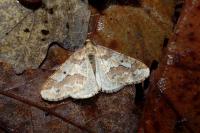 Erannis defoliaria