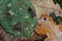 Poecilocampa populi