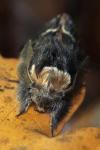 Poecilocampa populi