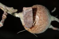 Conistra vaccinii