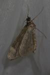 Chloroclysta siterata