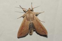 Mythimna unipuncta