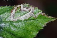 Stigmella aurella