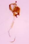 Coleophora alcyonipennella