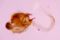 Coleophora alcyonipennella/frischella