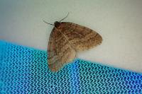 Operophtera brumata