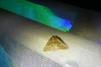 Operophtera brumata