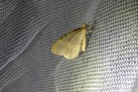 Operophtera brumata