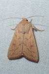 Mythimna vitellina