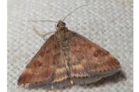Pyrausta despicata