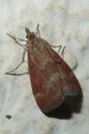 Pyrausta despicata