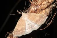 Polypogon plumigeralis