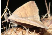 Polypogon plumigeralis