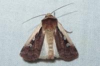 Ochropleura plecta